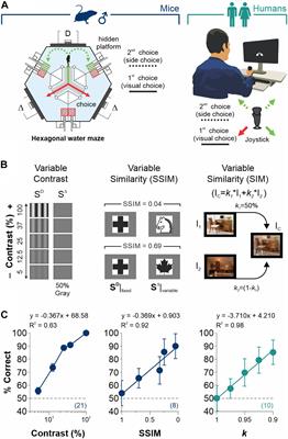 Adaptive Choice Biases in Mice and Humans